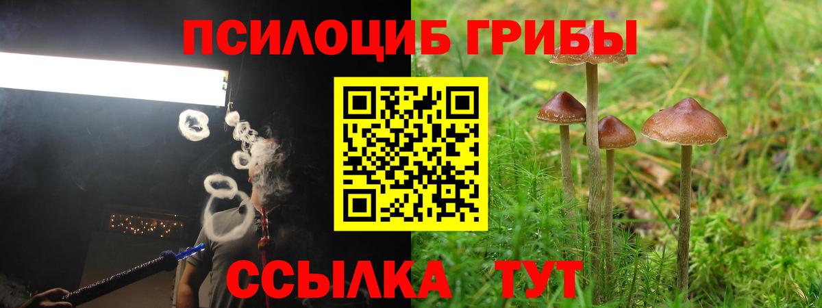 цена наркотик  Галлюциногенные грибы Psilocybe  Ивантеевка  Вход с VPN  Псилоцибиновые грибы Psilocybe 